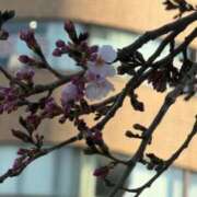 ヒメ日記 2026/03/16 15:44 投稿 水希(みずき) ビッグバード