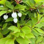 水希(みずき) 出勤したけど… ビッグバード