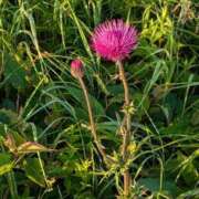 ヒメ日記 2025/08/07 06:22 投稿 はな 多治見・土岐・春日井ちゃんこ