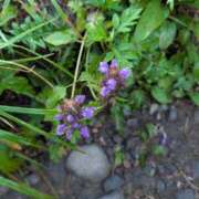 ヒメ日記 2025/08/09 05:59 投稿 はな 多治見・土岐・春日井ちゃんこ