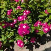 ヒメ日記 2025/08/10 01:19 投稿 はな 多治見・土岐・春日井ちゃんこ