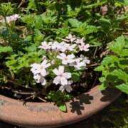 ヒメ日記 2025/08/10 01:24 投稿 はな 多治見・土岐・春日井ちゃんこ