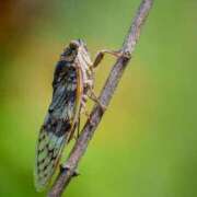 ヒメ日記 2025/08/11 18:12 投稿 はな 多治見・土岐・春日井ちゃんこ