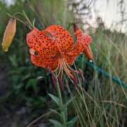 ヒメ日記 2025/08/13 05:49 投稿 はな 多治見・土岐・春日井ちゃんこ