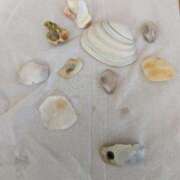 ヒメ日記 2025/08/17 06:23 投稿 はな 多治見・土岐・春日井ちゃんこ