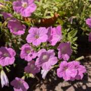 ヒメ日記 2025/08/29 06:59 投稿 はな 多治見・土岐・春日井ちゃんこ