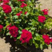 ヒメ日記 2025/09/07 21:02 投稿 はな 多治見・土岐・春日井ちゃんこ