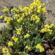 ヒメ日記 2025/09/19 22:47 投稿 はな 多治見・土岐・春日井ちゃんこ