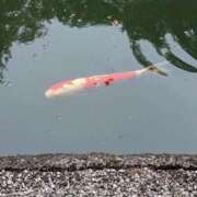 ヒメ日記 2025/09/25 06:09 投稿 はな 多治見・土岐・春日井ちゃんこ