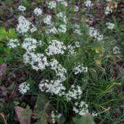 ヒメ日記 2025/10/01 07:59 投稿 はな 多治見・土岐・春日井ちゃんこ