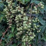 ヒメ日記 2025/10/03 05:49 投稿 はな 多治見・土岐・春日井ちゃんこ