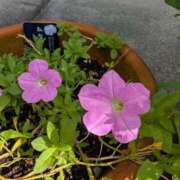 ヒメ日記 2025/10/05 13:39 投稿 はな 多治見・土岐・春日井ちゃんこ