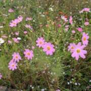 ヒメ日記 2025/10/12 06:09 投稿 はな 多治見・土岐・春日井ちゃんこ