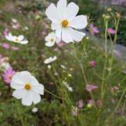 ヒメ日記 2025/10/13 06:09 投稿 はな 多治見・土岐・春日井ちゃんこ