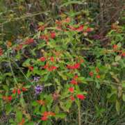 ヒメ日記 2025/10/15 08:19 投稿 はな 多治見・土岐・春日井ちゃんこ