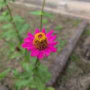 はな こんにちは😊 多治見・土岐・春日井ちゃんこ