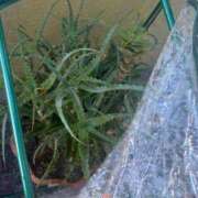 ヒメ日記 2025/05/27 09:45 投稿 ももか 奥様鉄道69 東京店