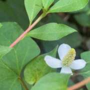 ヒメ日記 2025/06/01 09:35 投稿 ももか 奥様鉄道69 東京店