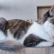 ヒメ日記 2025/11/15 12:10 投稿 はる☆ 豊橋豊川ちゃんこ