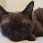 ヒメ日記 2025/11/21 16:11 投稿 はる☆ 豊橋豊川ちゃんこ