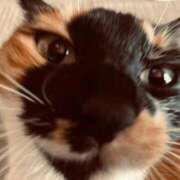 ヒメ日記 2025/11/25 10:52 投稿 はる☆ 豊橋豊川ちゃんこ