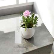 ヒメ日記 2025/05/23 07:10 投稿 道明寺　りあ エテルナ京都