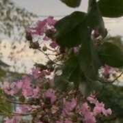 ヒメ日記 2025/08/18 15:38 投稿 道明寺　りあ エテルナ京都