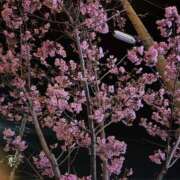 ヒメ日記 2026/03/29 05:03 投稿 道明寺　りあ エテルナ京都