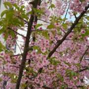 ヒメ日記 2025/03/14 13:16 投稿 瑞穂 クラブ貴公子