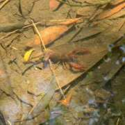 ヒメ日記 2025/09/25 20:01 投稿 瑞穂 クラブ貴公子