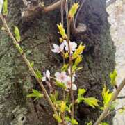 ヒメ日記 2026/03/31 18:29 投稿 瑞穂 クラブ貴公子