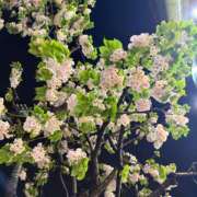 瑞穂 夜桜🌸✨ クラブ貴公子