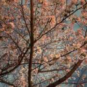 ヒメ日記 2025/04/13 22:57 投稿 北村まり 禁断のメンズエステR-18堺・南大阪店