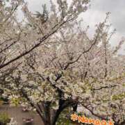 ヒメ日記 2025/04/07 00:18 投稿 菜々緒 モアグループ大宮人妻花壇