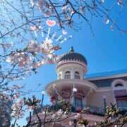 菜々緒 念願(・ω・)菜々緒 モアグループ大宮人妻花壇