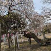 ヒメ日記 2025/03/26 17:11 投稿 ゆいな 熟女の風俗最終章 仙台店