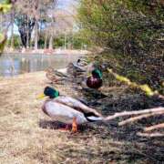 ヒメ日記 2026/03/05 21:25 投稿 みどり 池袋夢幻