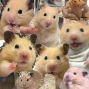 ヒメ日記 2025/07/17 02:37 投稿 にこ スピード日本橋店