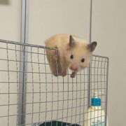 ヒメ日記 2025/11/10 03:17 投稿 にこ スピード日本橋店