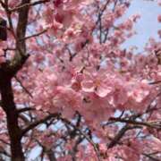 ヒメ日記 2025/03/20 10:29 投稿 京香 シャトーペトラ