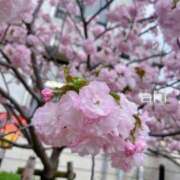 ヒメ日記 2024/04/10 20:41 投稿 あき チュチュ恥じらい淫語倶楽部