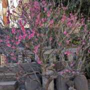 ヒメ日記 2025/02/27 00:14 投稿 浅田 鶯うぐ