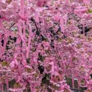 ヒメ日記 2025/03/07 12:16 投稿 浅田 鶯うぐ