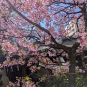 ヒメ日記 2025/03/10 21:28 投稿 浅田 鶯うぐ