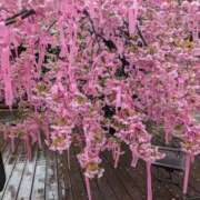 ヒメ日記 2025/03/23 12:34 投稿 浅田 鶯うぐ