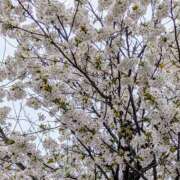 ヒメ日記 2025/04/01 12:30 投稿 浅田 鶯うぐ