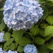 ヒメ日記 2025/06/13 12:24 投稿 浅田 鶯うぐ