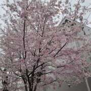 ヒメ日記 2026/03/29 11:50 投稿 浅田 鶯うぐ