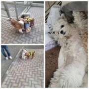 ヒメ日記 2025/03/29 15:36 投稿 高嶋 鶯うぐ