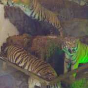 ヒメ日記 2025/02/26 14:56 投稿 谷口 鶯うぐ